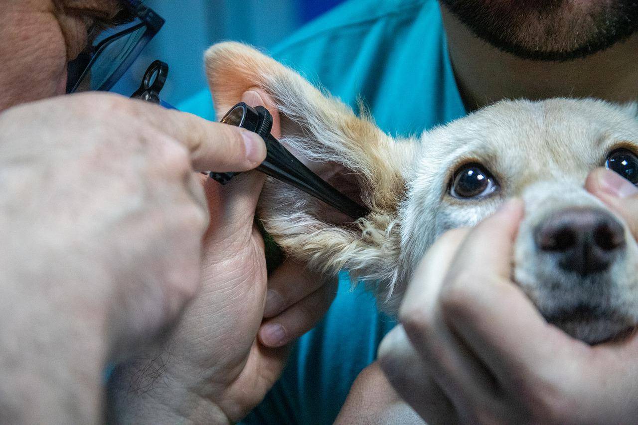 Antibiotika Für Hunde Bei Ohrenentzündung talesandtails.de